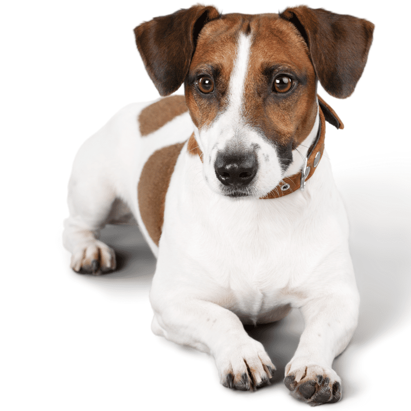 are parson russell terrier aggression towards other dogs