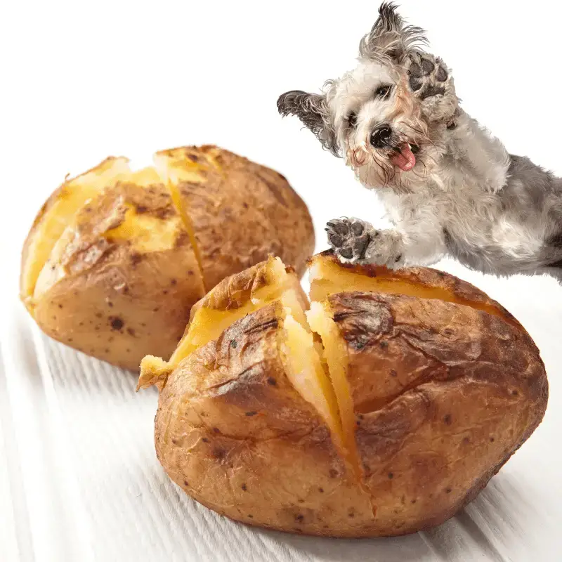 can dogs eat cooked potatoes