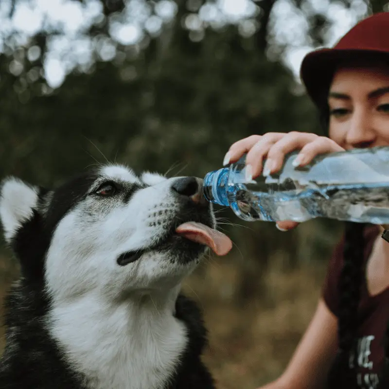 Siberian husky drinking from a fresh water bottle giving to by owner