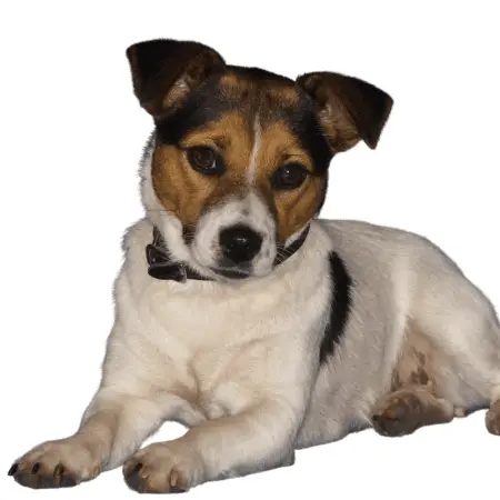 jack russell terrier mix black and white