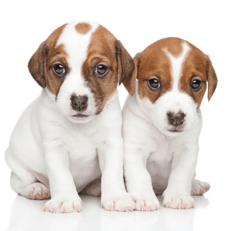 Two Jack Russell Terrier Puppies sitting together on a white background