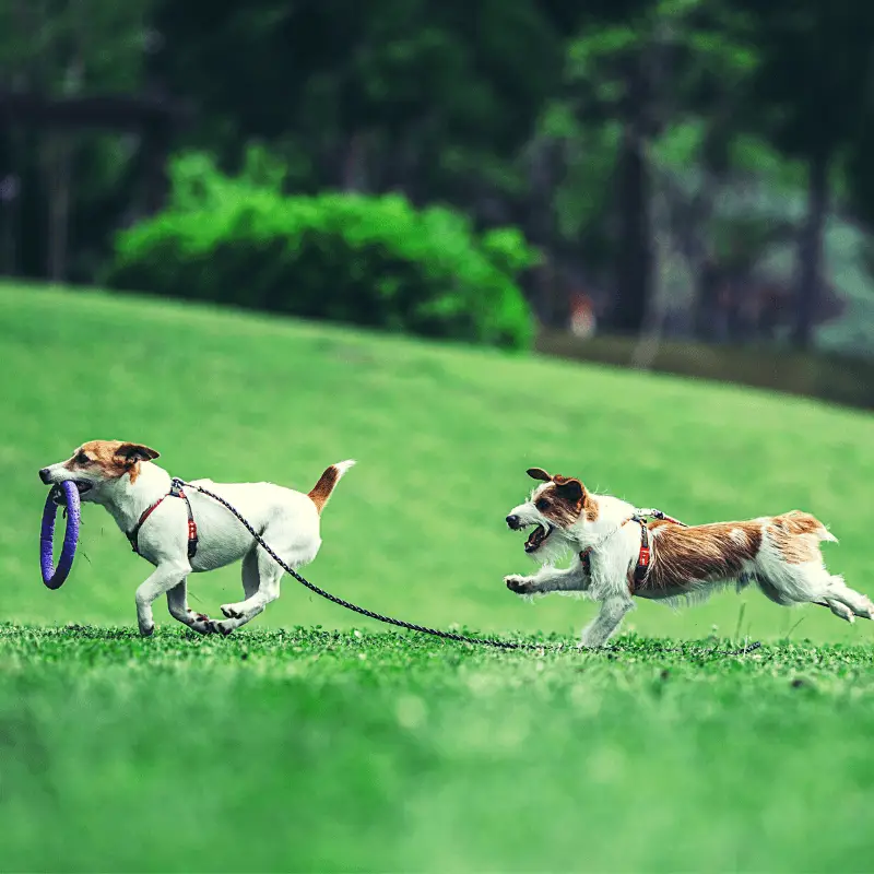 Two Jack Russell Terrier playing together outside on the grass