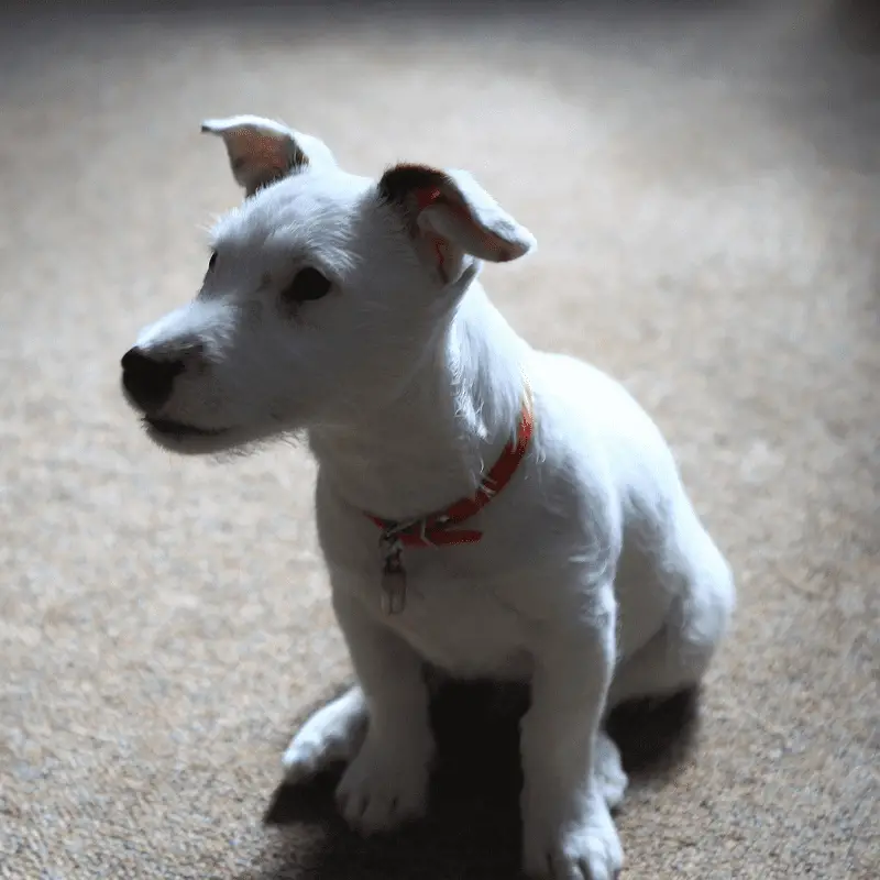 White Jack Russell Terrier sitting
