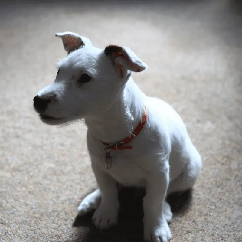 jack russell terrier black and white