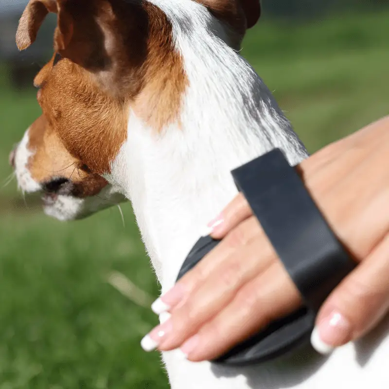 White and tan Jack Russell Terrier and a rubber brush