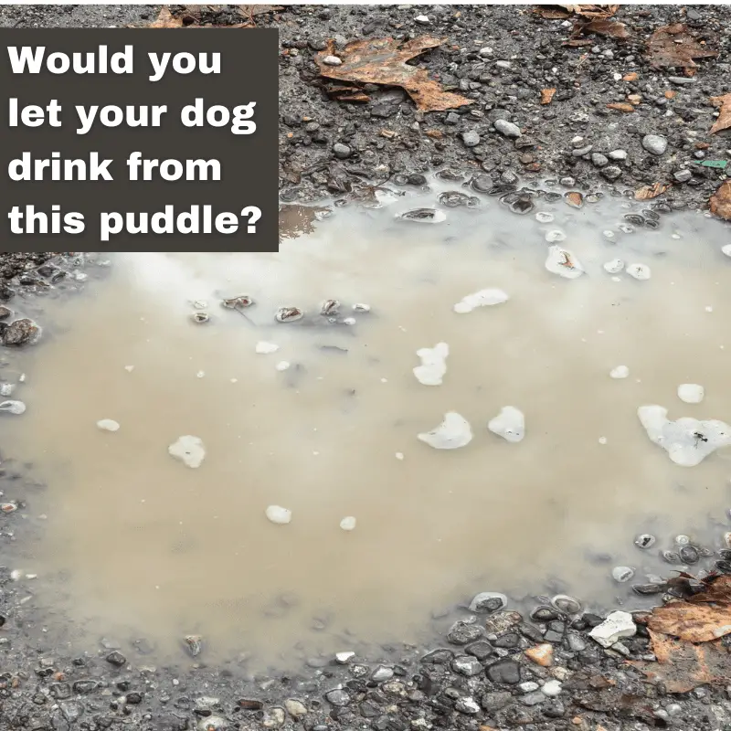 A dirty muddy puddle