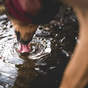 dog drinking from a puddle