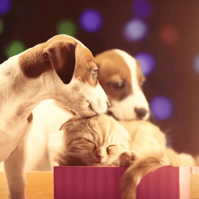 Portrait of Scottish Fold kitten and Jack Russell Terrier Puppy