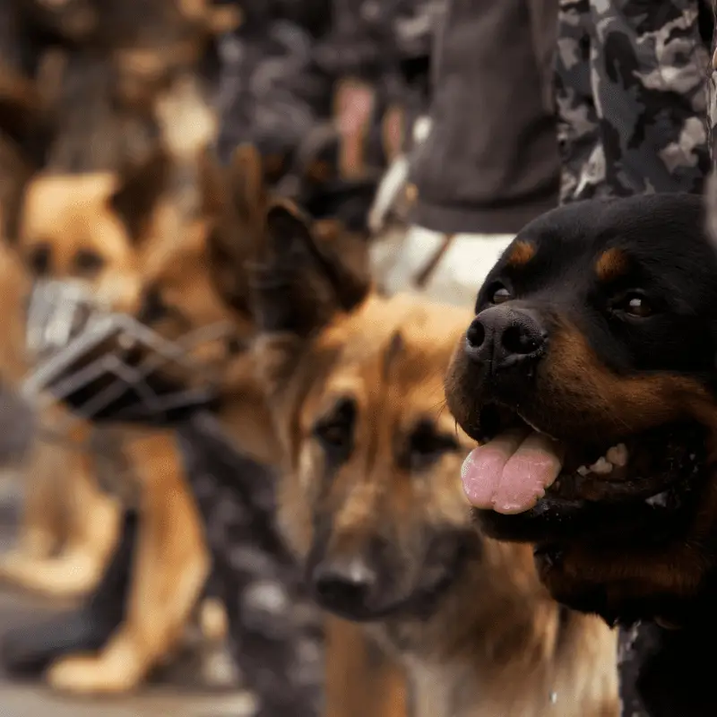 Military working dogs