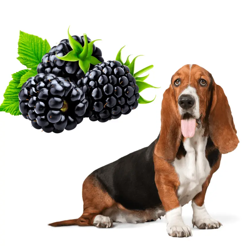 a dog next to three blackberries