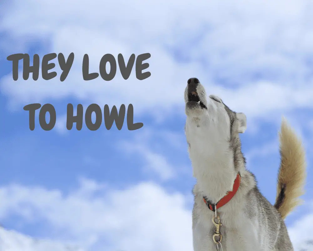 A Siberian Husky howling