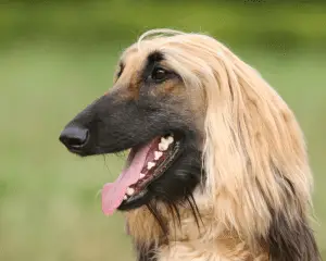 Afghan Hound close up of head