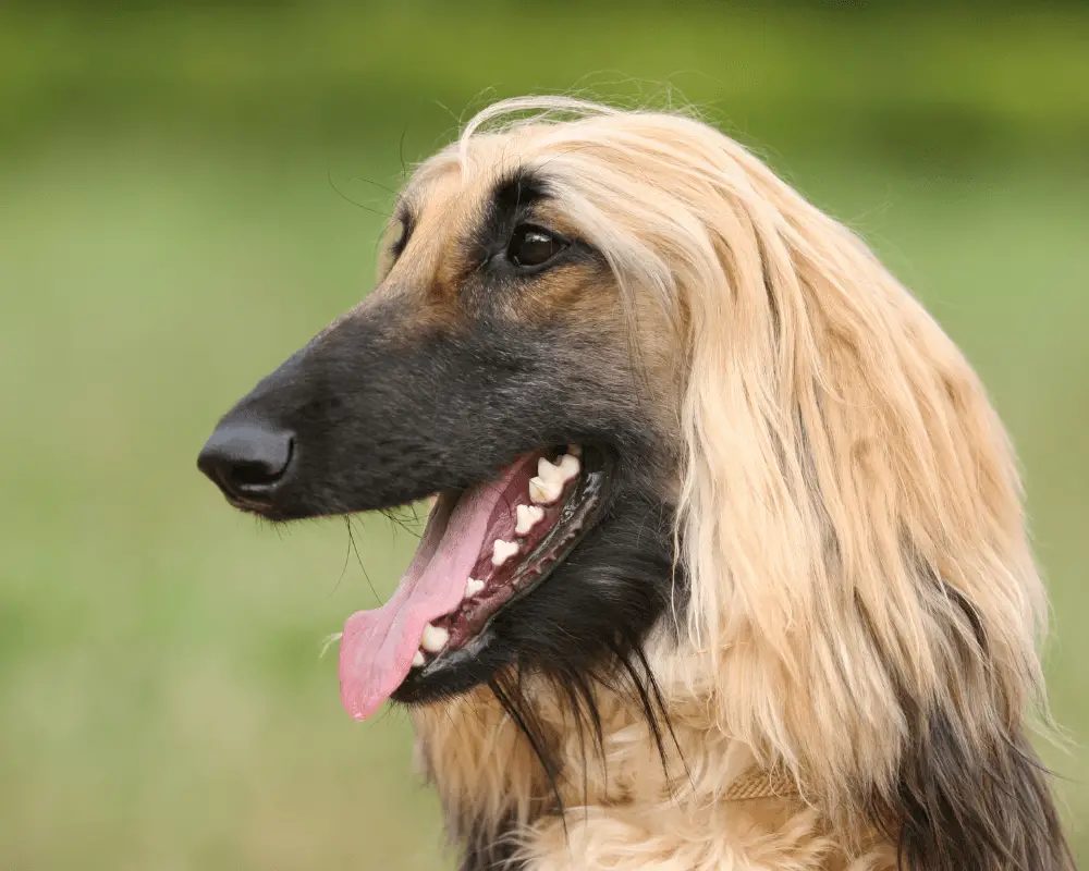 afghan hound shaved good or bad idea