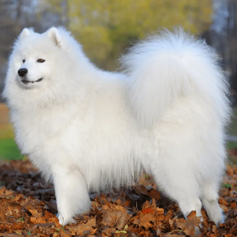 Adult Samoyed dog standing in leaves