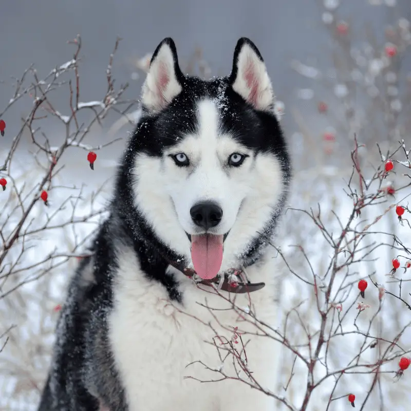 Adult Siberian Husky with gorgeous blue eyes