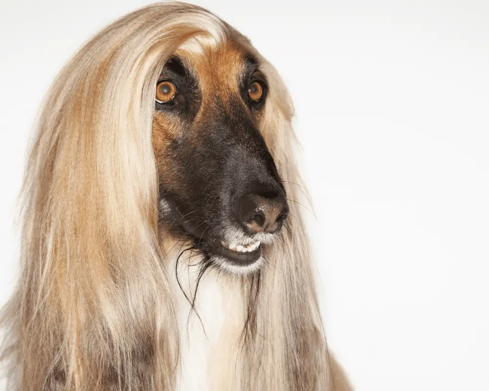 Afghan Hound close up on a white background