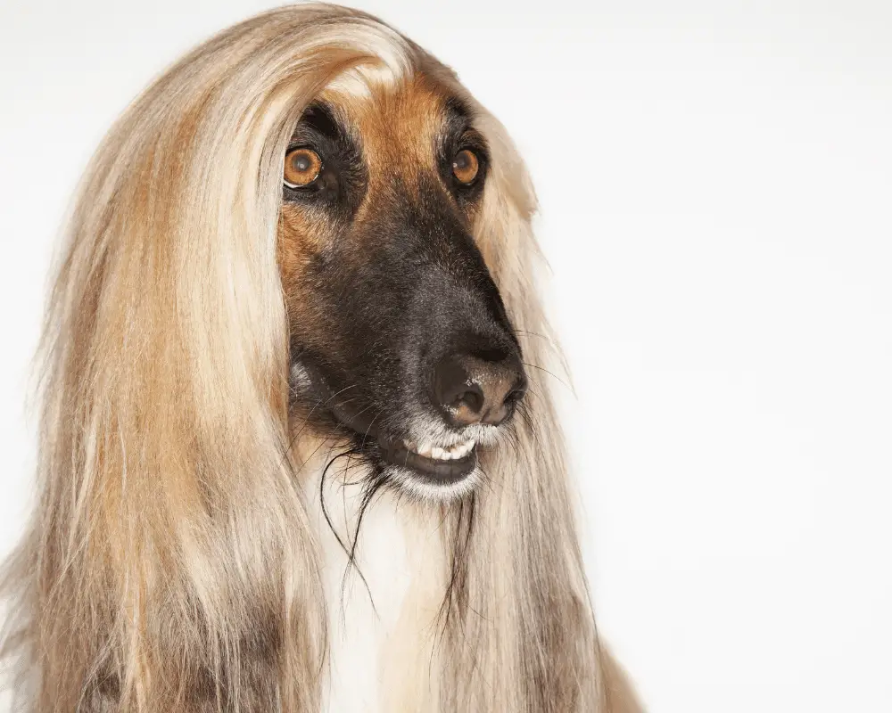 are afghan hounds good guard dogs