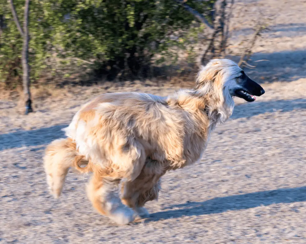 Afghan Hound running