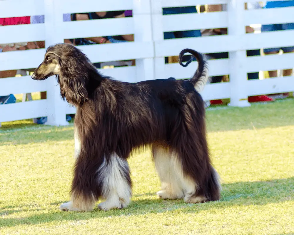 Afghan Hound at show training