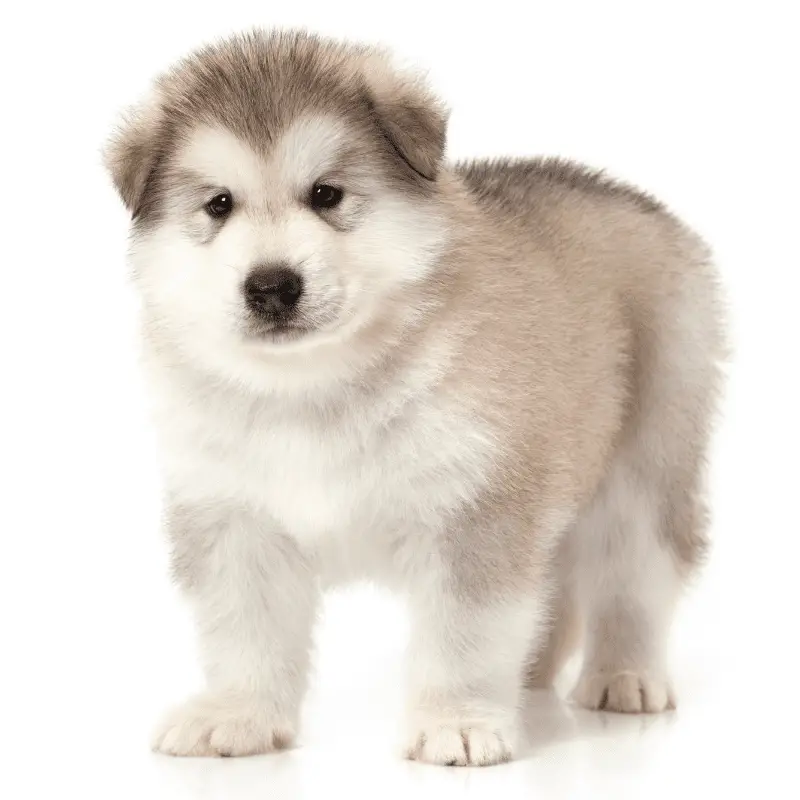 Alaskan Malamute Puppy on a white background