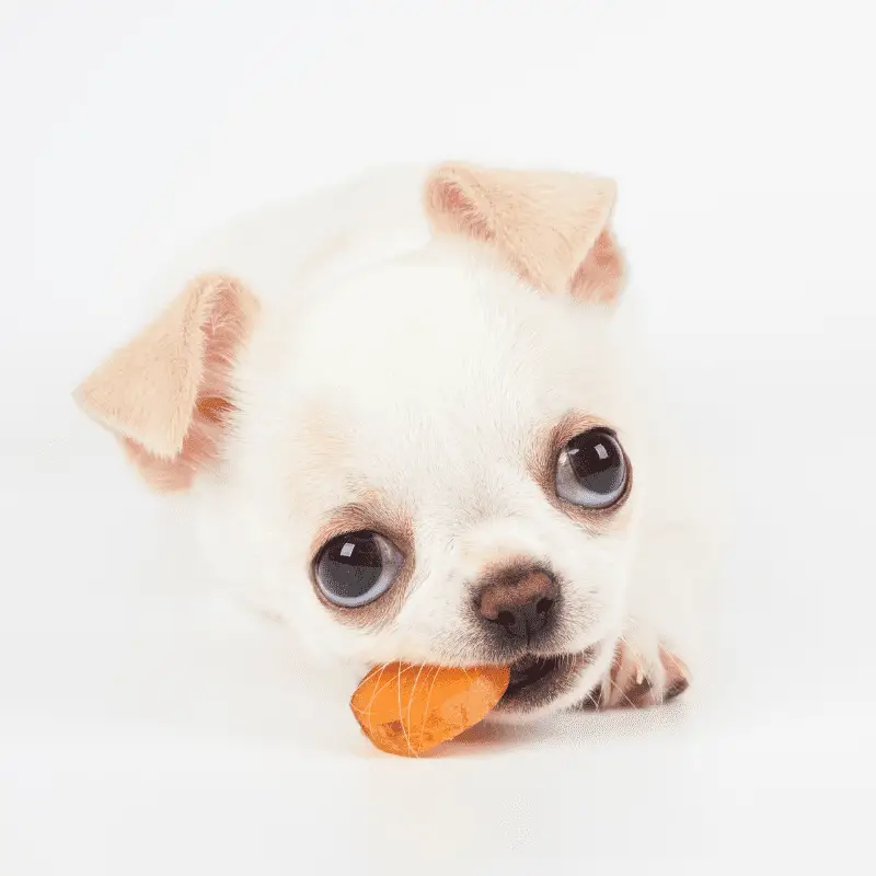 Chihuahua puppy eating a boiled carrot