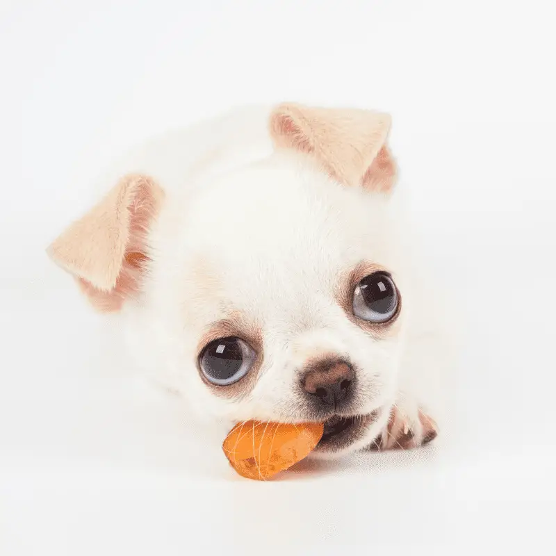 how many carrots can a puppy eat