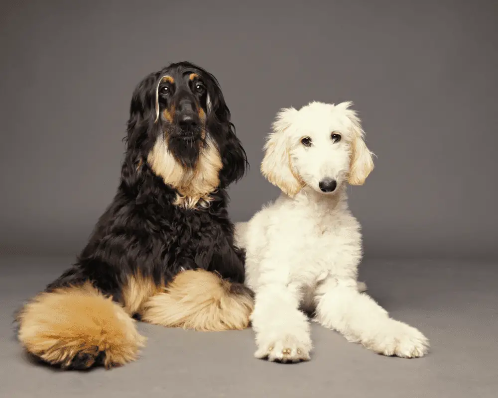 Two Cute Afghan hound puppies, laying down looking at camera