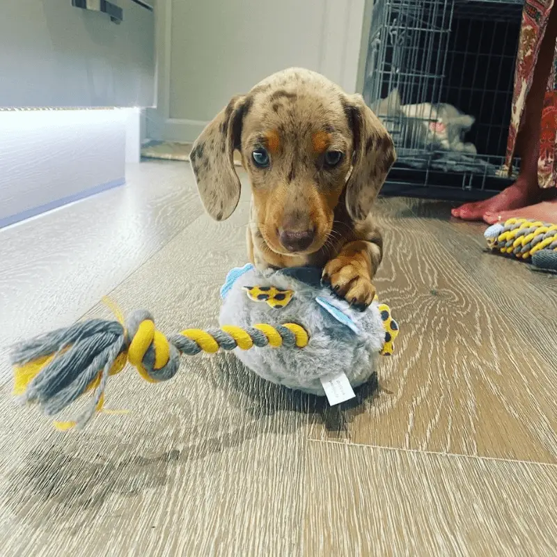 A puppy with toy, cage in background with heartbeat toy