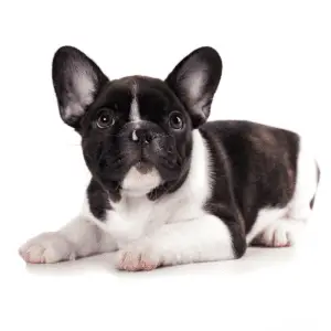 10 Best Looking Dog Breeds (Heads Will Turn) - Dog Friendly Scene