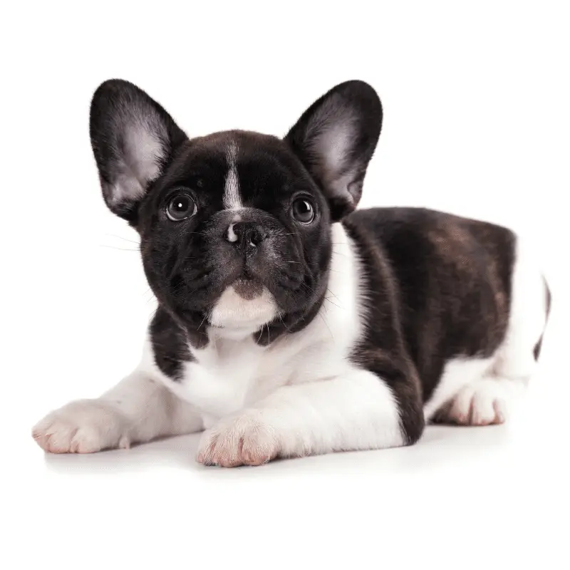 Black and White French Bulldog Puppy