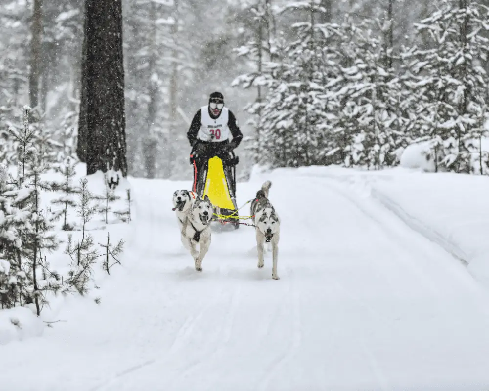 huskies in a sled race, snowing