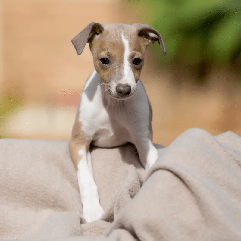 Italian Greyhound Puppy leaning on a blanket