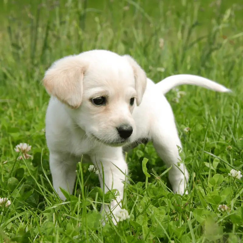 Labrador Puppy on the grass