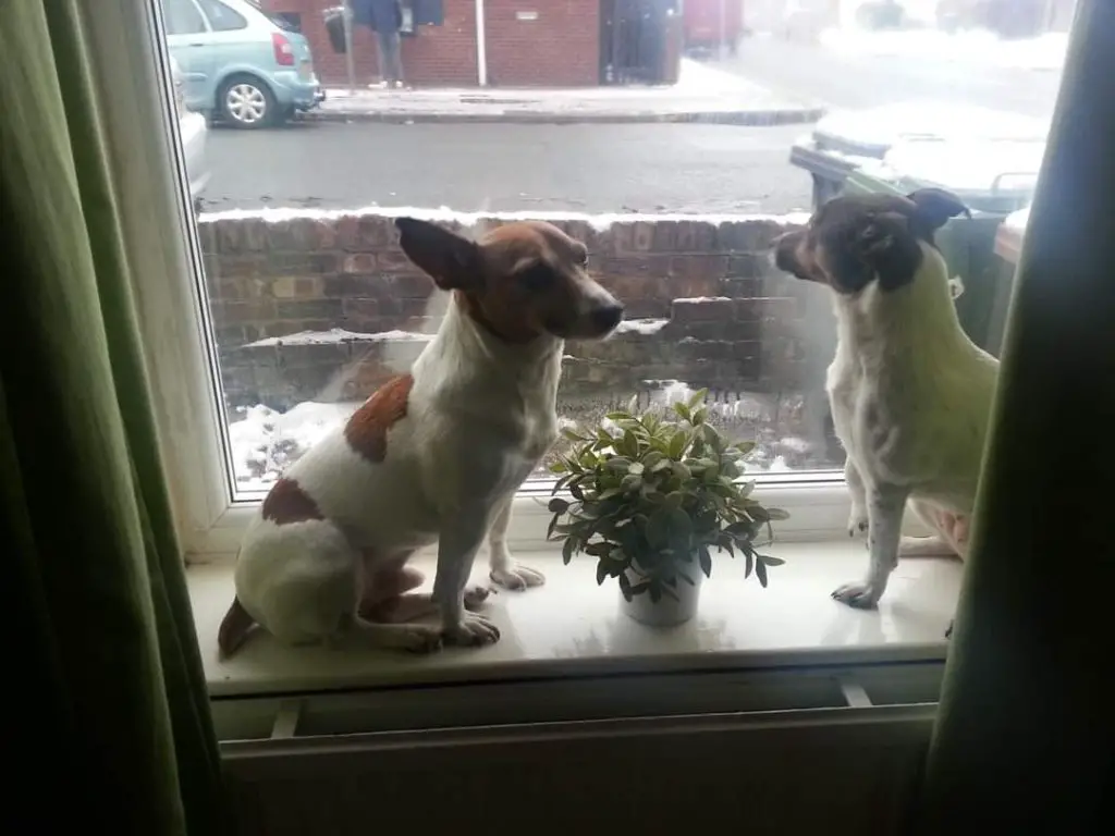 Two Jack Russell Terriers sitting on the window seal watching out of the window