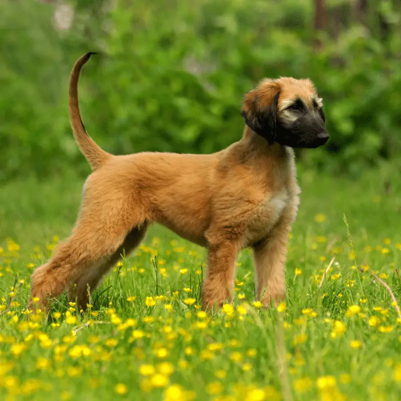 Afghan Hound puppy standing on the grass
