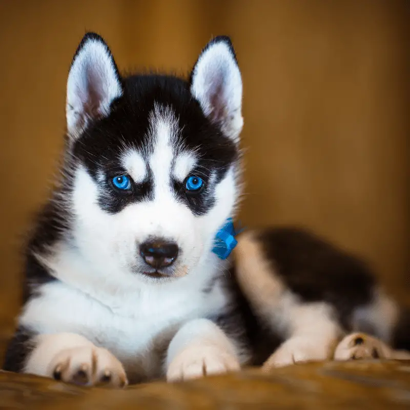 Siberian Husky Puppy looking cute laying down