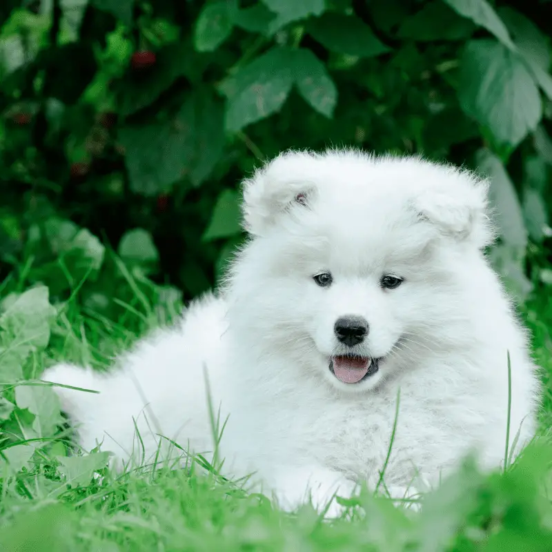 Samoyed Puppy laying on the grass