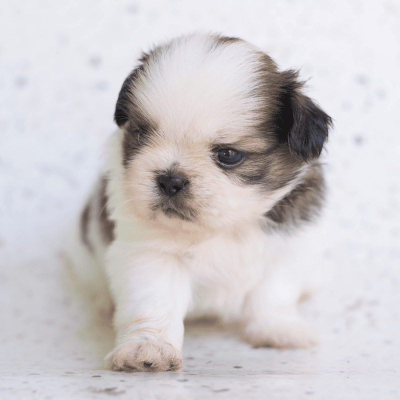 Cute Shih Tzu Puppy