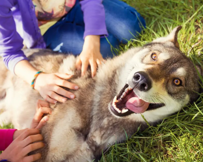 Siberian Husky dog Funny Portrait looking at camera lying on green grass and playing with two girls