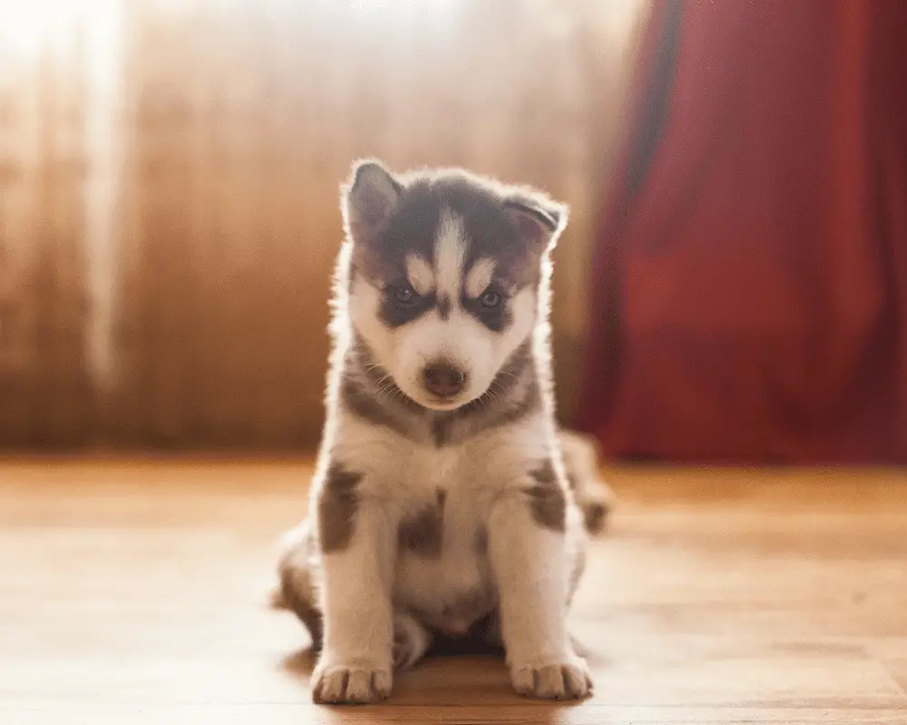 siberian husky puppy in the home on old red vintage carpet