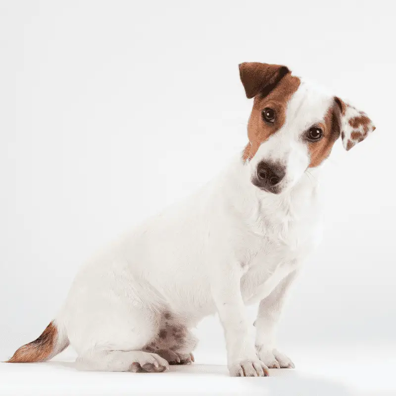 Smooth haired Jack Russell Terrier sitting on white background