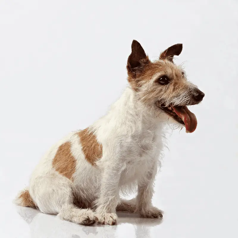 Wired Hair Jack Russell Terrier sitting on white background