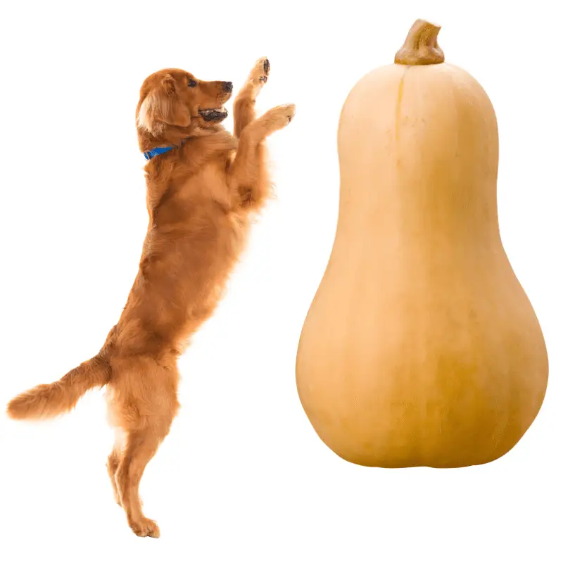A butternut squash and a dog jumping up
