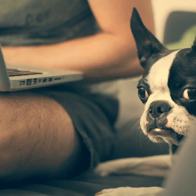 Which are the best online dog courses? (Learning)