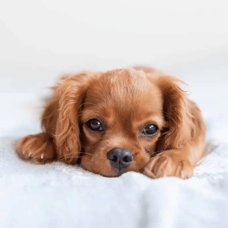 Should I Leave My Puppy To Cry At Night?