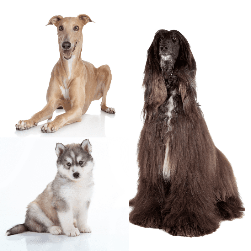 Three dogs, Afghan, Husky Pup and a Italian Greyhound