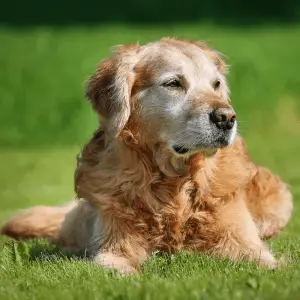 An old Golden retriever dog, laying on the grass
