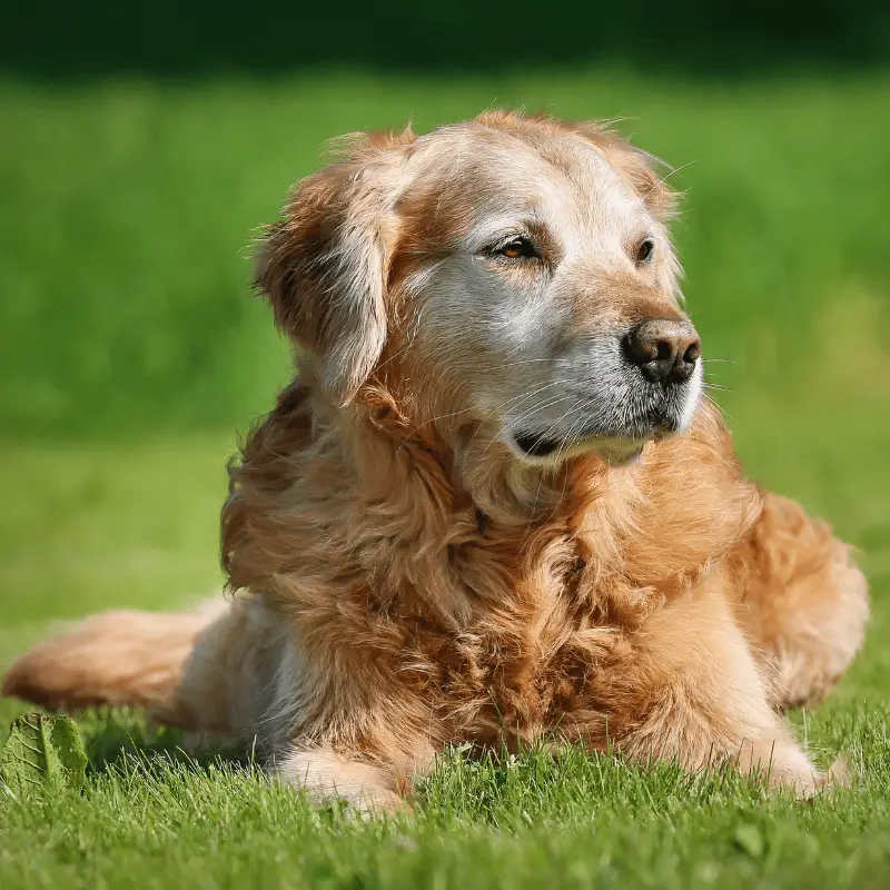 An old Golden retriever dog, laying on the grass