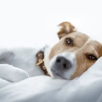 Can You Put Sudocrem On Dogs Wounds