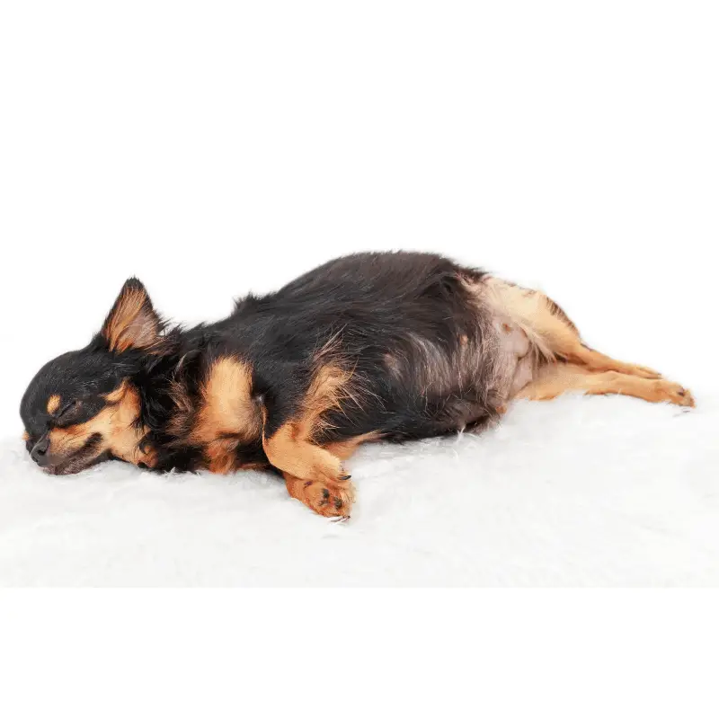 Pregnant chihuahua dog laying down